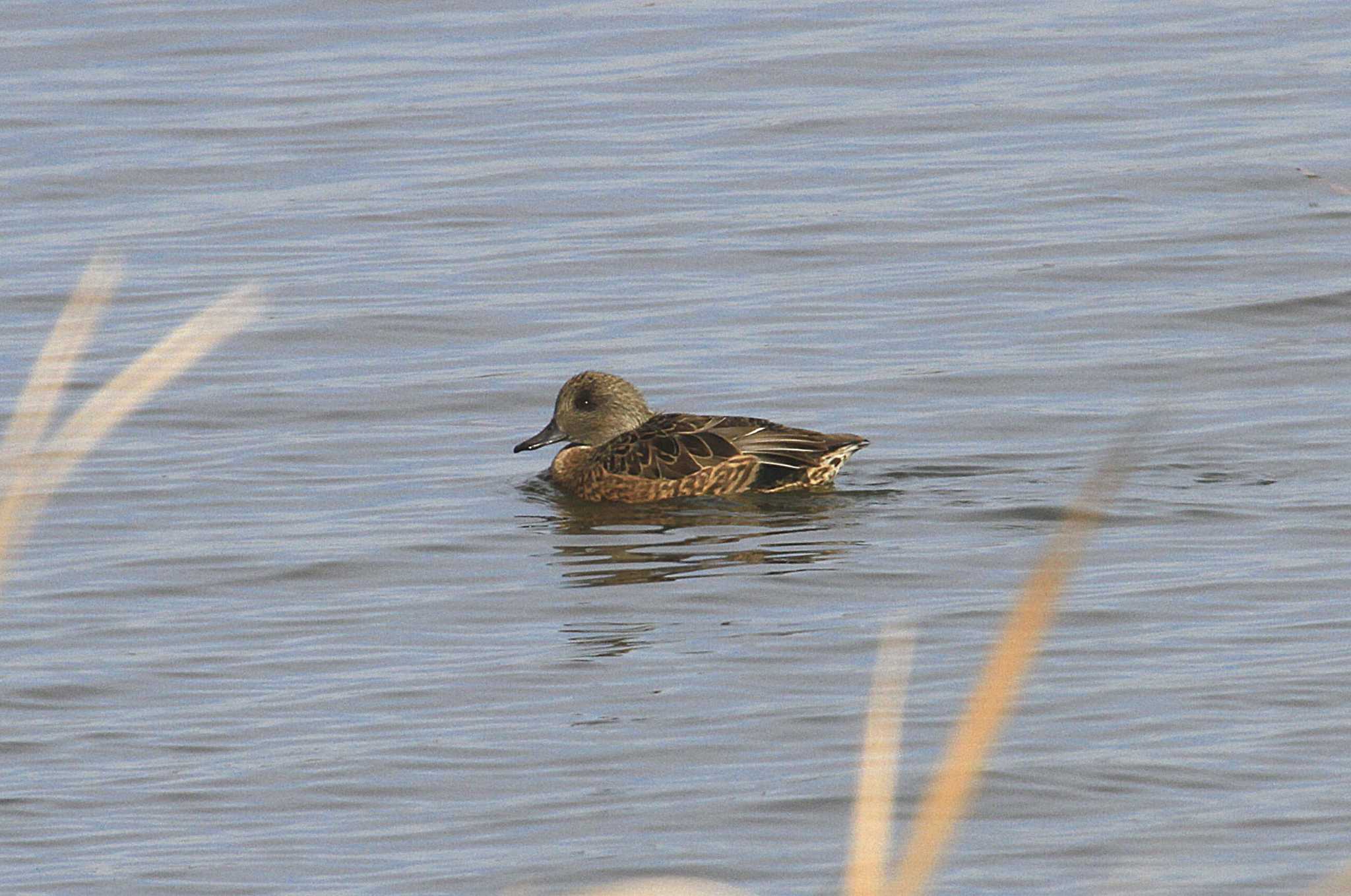 Falcated Duck