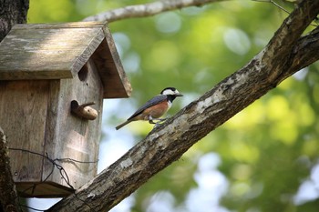 Varied Tit 三田市アプリコーゼ Sat, 5/20/2017