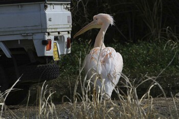 Great White Pelican 印旛沼 Mon, 11/29/2021