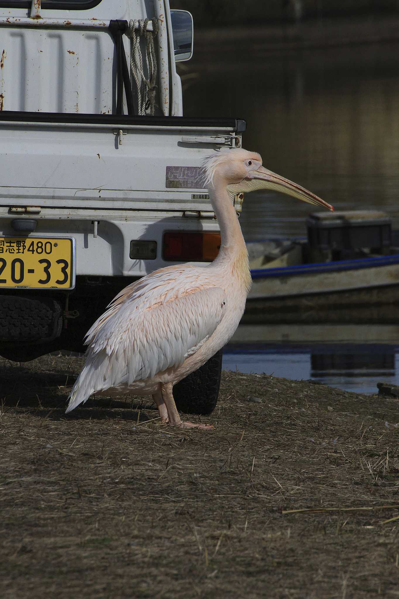 Great White Pelican