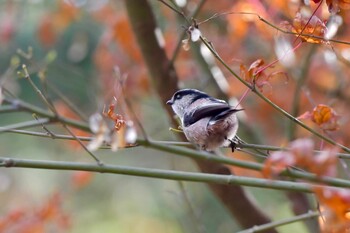 Long-tailed Tit 油山市民の森 Sat, 11/27/2021