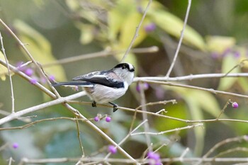 Long-tailed Tit 油山市民の森 Sat, 11/27/2021