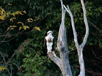 2021年11月28日(日) 明石市の野鳥観察記録