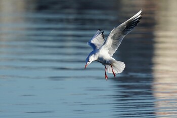 ユリカモメ 多摩川 2021年11月28日(日)