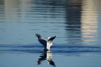 ユリカモメ 多摩川 2021年11月28日(日)