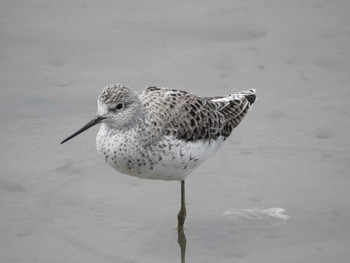 Common Greenshank Fujimae Tidal Flat Sat, 5/6/2017