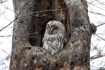 Ural Owl(japonica) 野幌森林公園 Sun, 11/21/2021