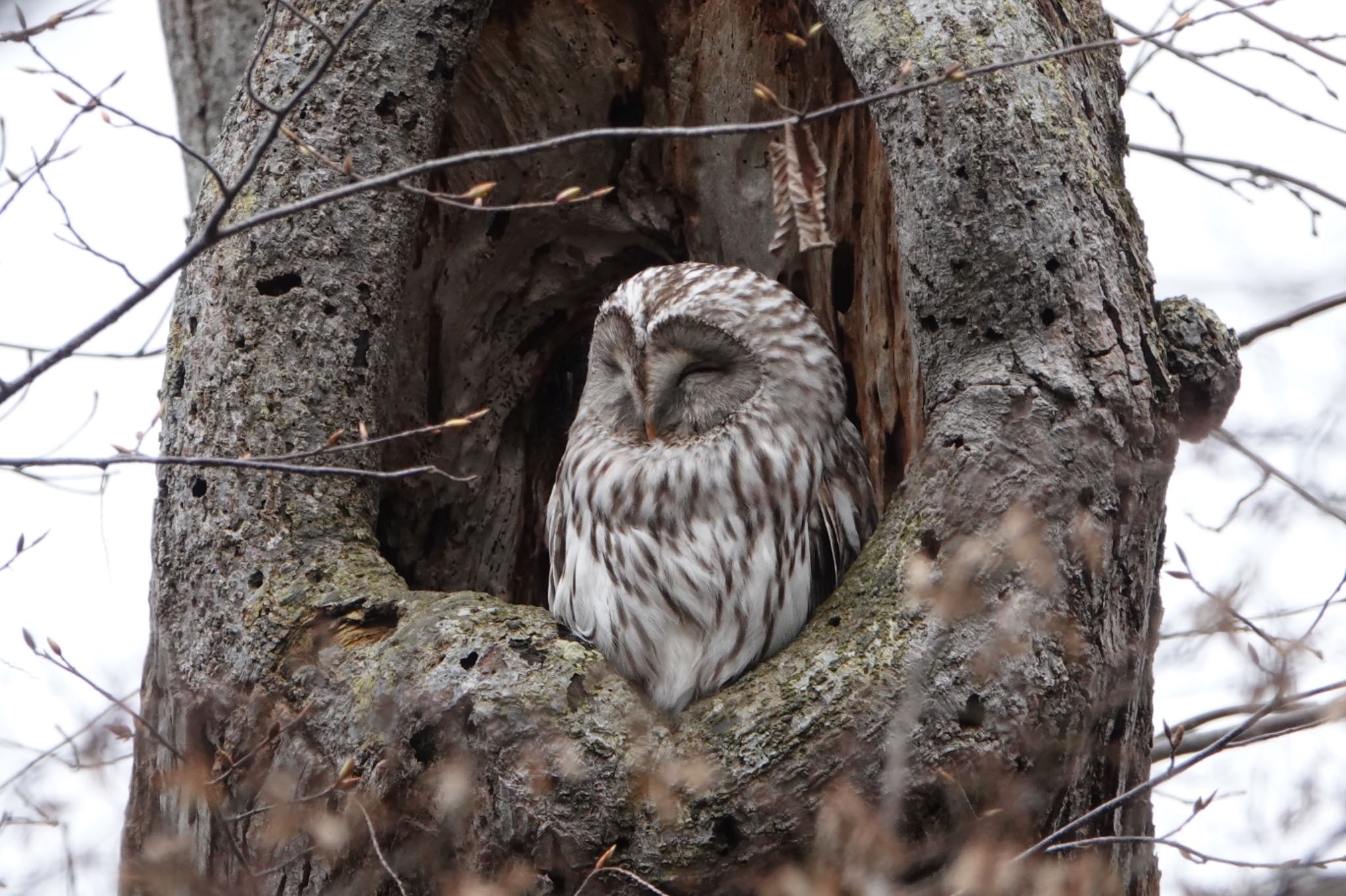 Photo of Ural Owl(japonica) at 野幌森林公園 by ひじり