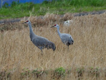 2019年1月12日(土) 出水市ツル観察センターの野鳥観察記録