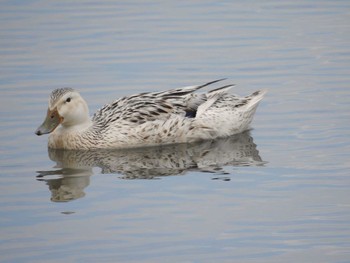 Domestic duck Fujimae Tidal Flat Sat, 5/6/2017