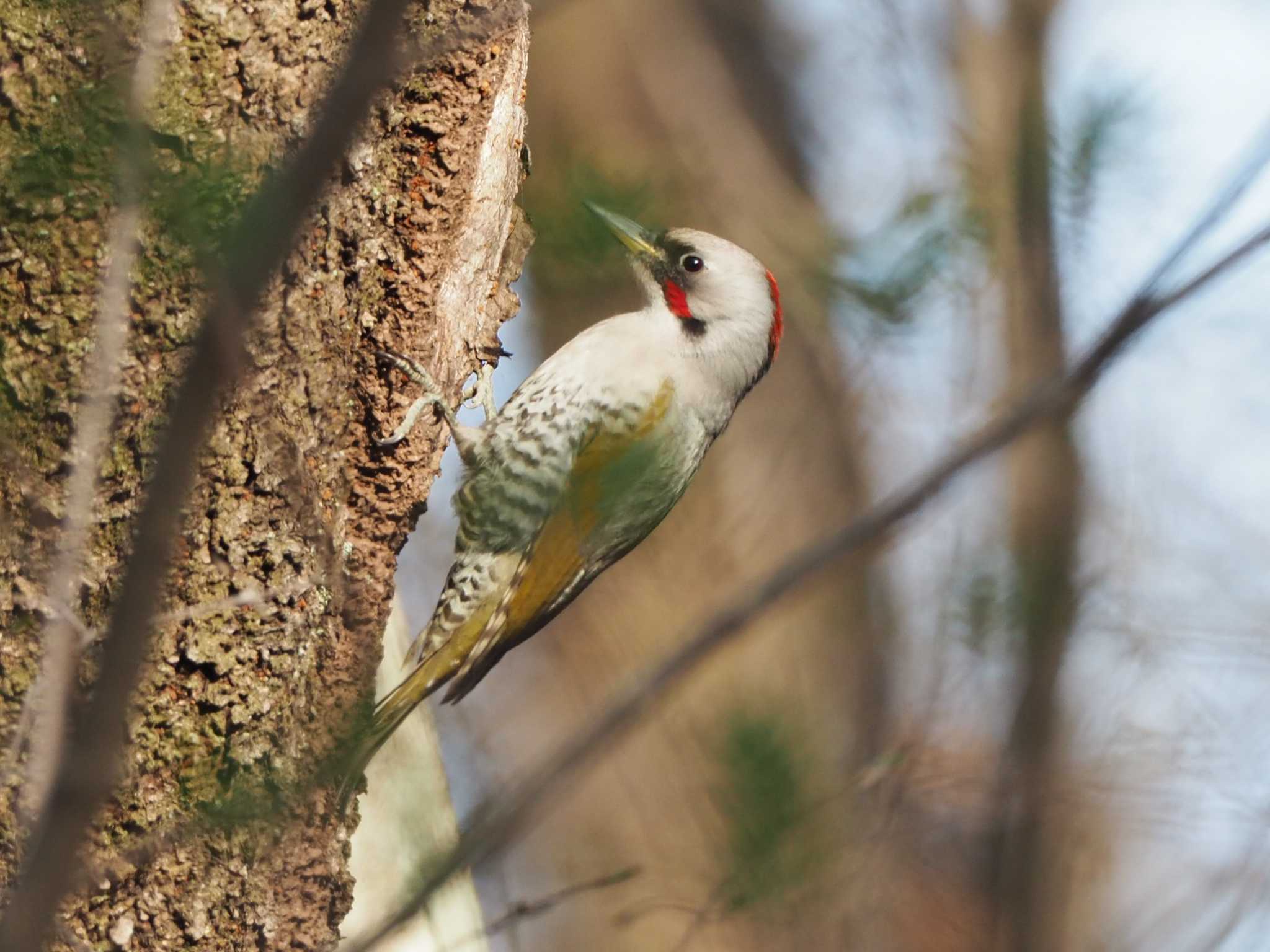 アオゲラ