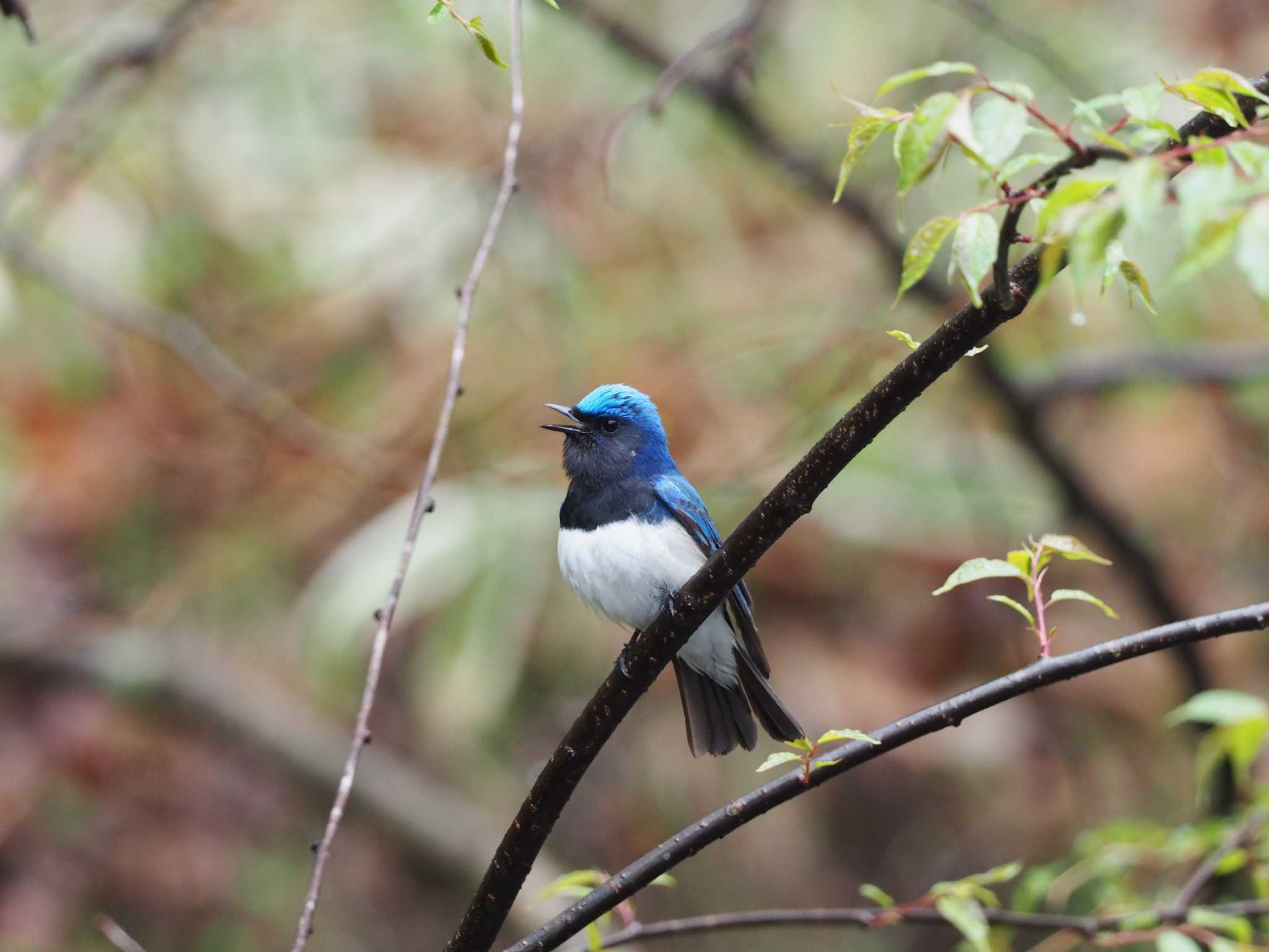 軽井沢野鳥の森 オオルリの写真 by ハイウェーブ