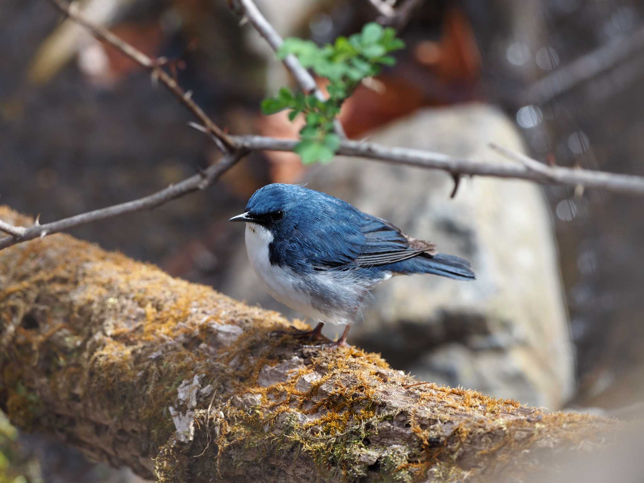 軽井沢野鳥の森 コルリの写真 by ハイウェーブ