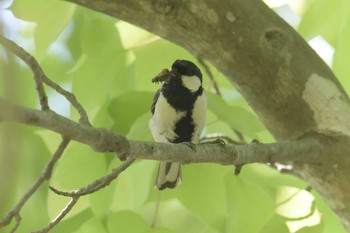 シジュウカラ 滋賀県近江富士花緑公園 2017年5月20日(土)