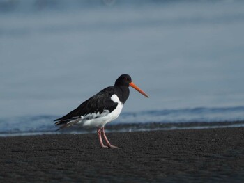 2021年10月10日(日) ふなばし三番瀬海浜公園の野鳥観察記録