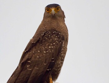 2019年9月12日(木) 石垣島の野鳥観察記録