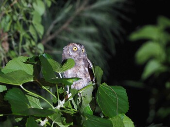 Ryukyu Scops Owl Ishigaki Island Thu, 9/12/2019