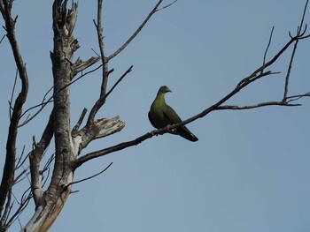 Ryukyu Green Pigeon Ishigaki Island Thu, 9/12/2019