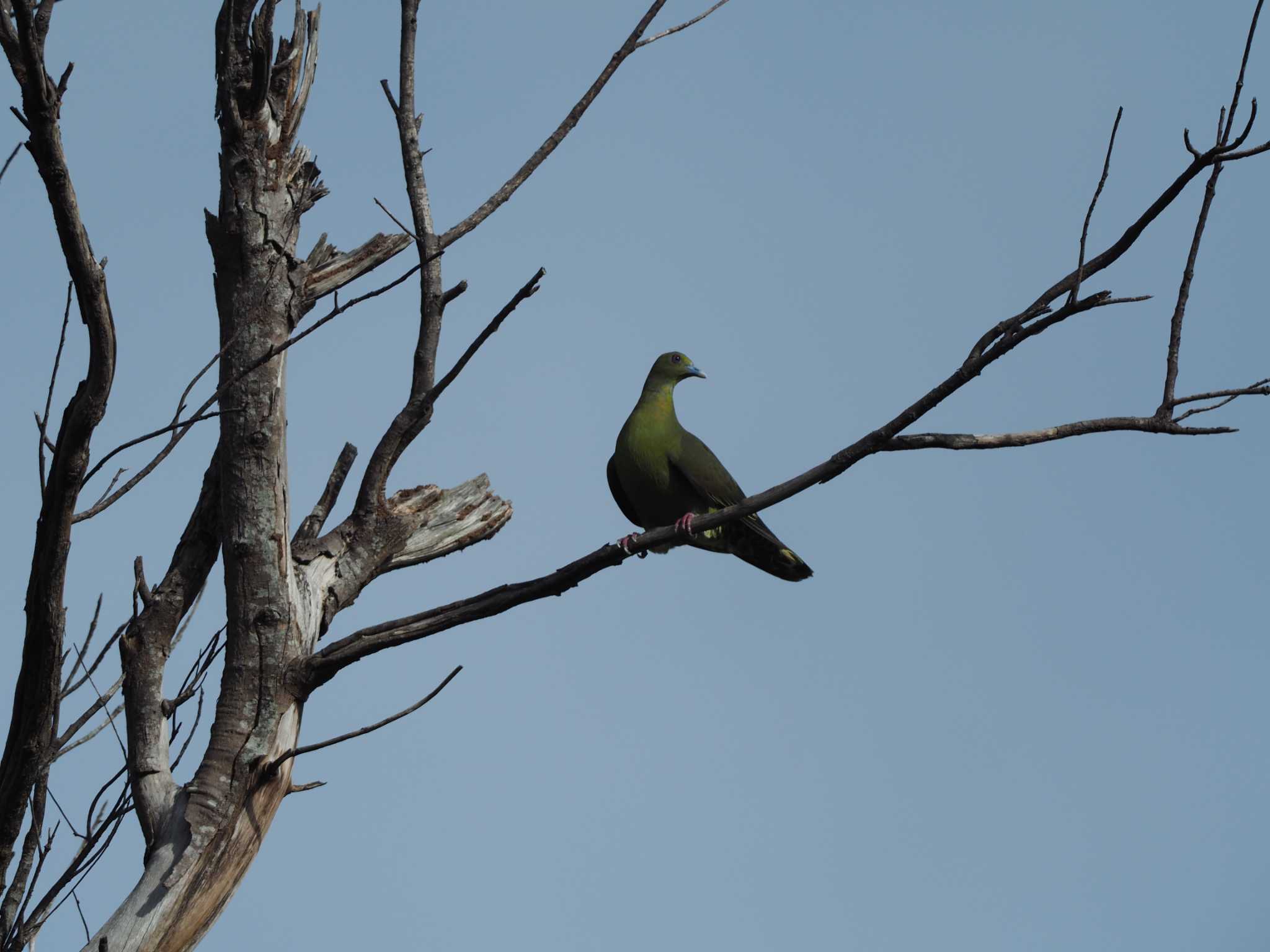 Photo of Ryukyu Green Pigeon at Ishigaki Island by ハイウェーブ