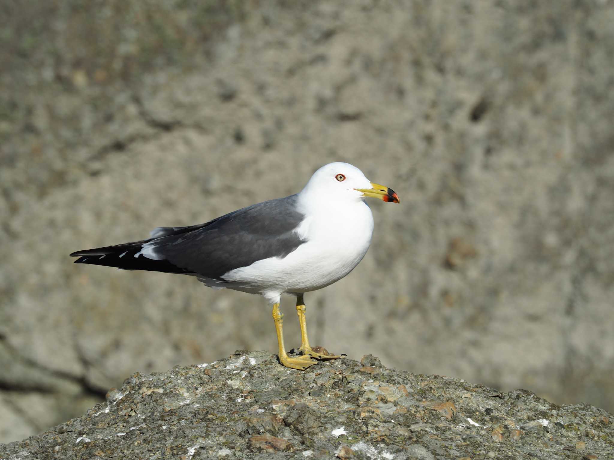 銚子漁港 ウミネコの写真 by ハイウェーブ