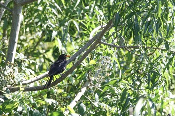 Chinese Blackbird Lake Colac Wed, 2/8/2017