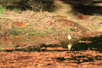 キセキレイ 庄内緑地公園 2021年11月27日(土)