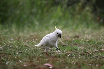 Sulphur-crested Cockatoo Royal National Park Sat, 2/11/2017