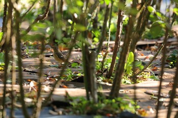 Daurian Redstart 庄内緑地公園 Sun, 11/28/2021