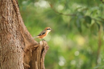 Bull-headed Shrike 庄内緑地公園 Sun, 11/14/2021