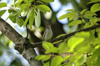 コサメビタキ 庄内緑地公園 2021年10月2日(土)