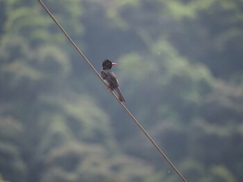 2017年4月17日(月) 烏来(台湾)の野鳥観察記録