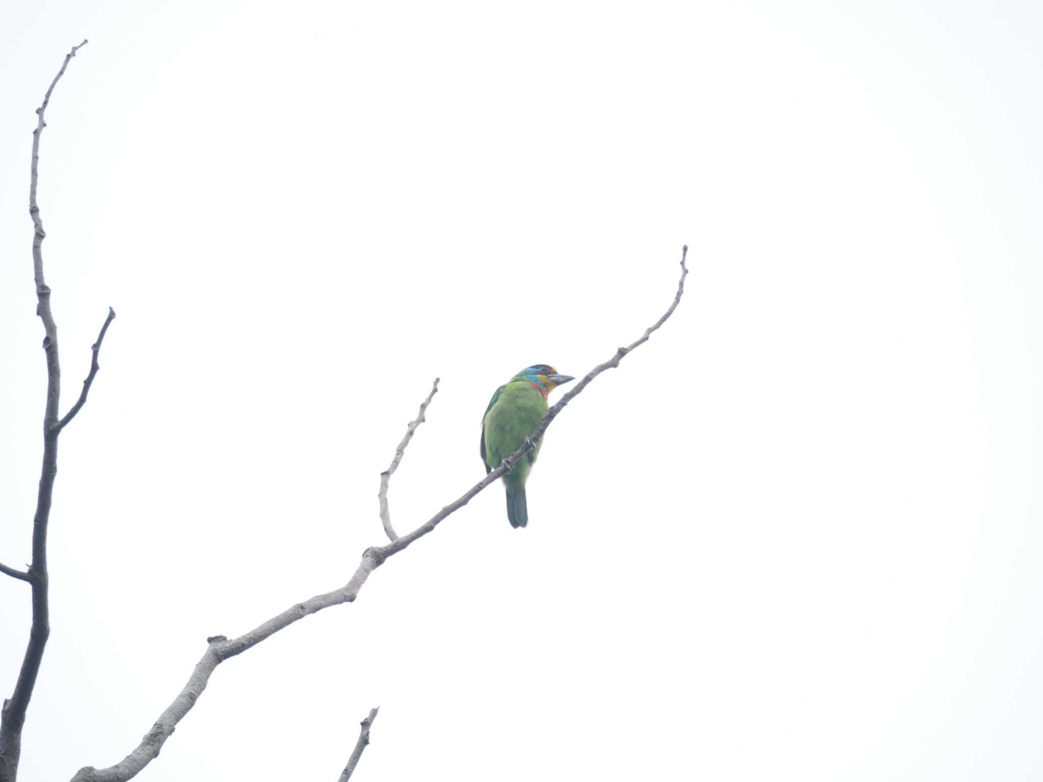 Photo of Black-browed Barbet at 台北植物園 by ハイウェーブ