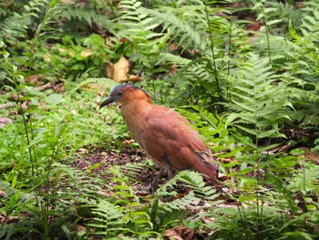 ズグロミゾゴイ 台北植物園 2017年4月15日(土)