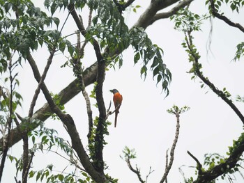 Grey-chinned Minivet 烏来(台湾) Mon, 4/17/2017