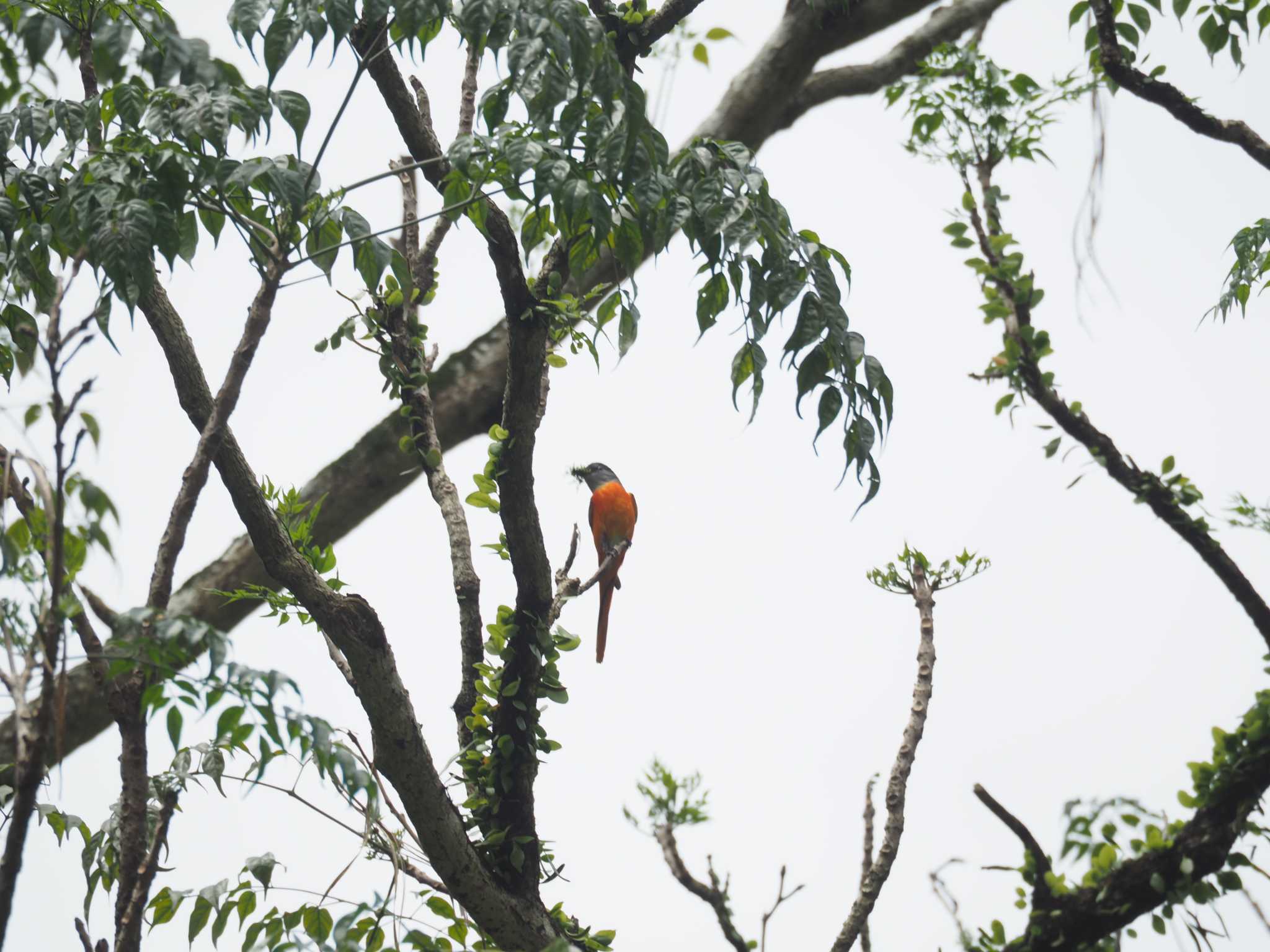 Grey-chinned Minivet