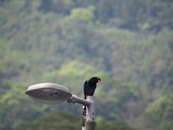 Taiwan Blue Magpie 烏来(台湾) Mon, 4/17/2017