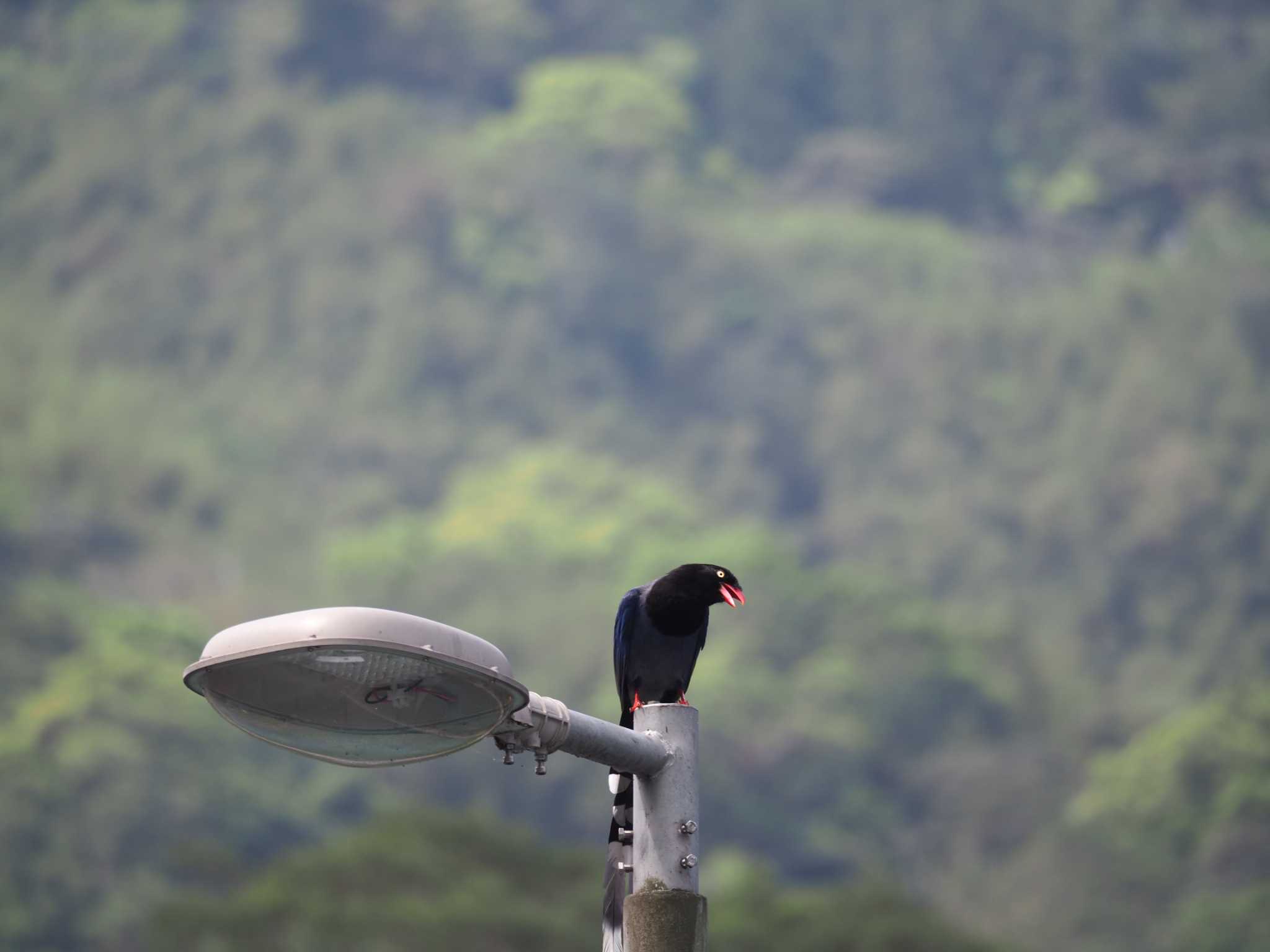 Taiwan Blue Magpie