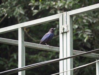 ルリチョウ 烏来(台湾) 2017年4月17日(月)