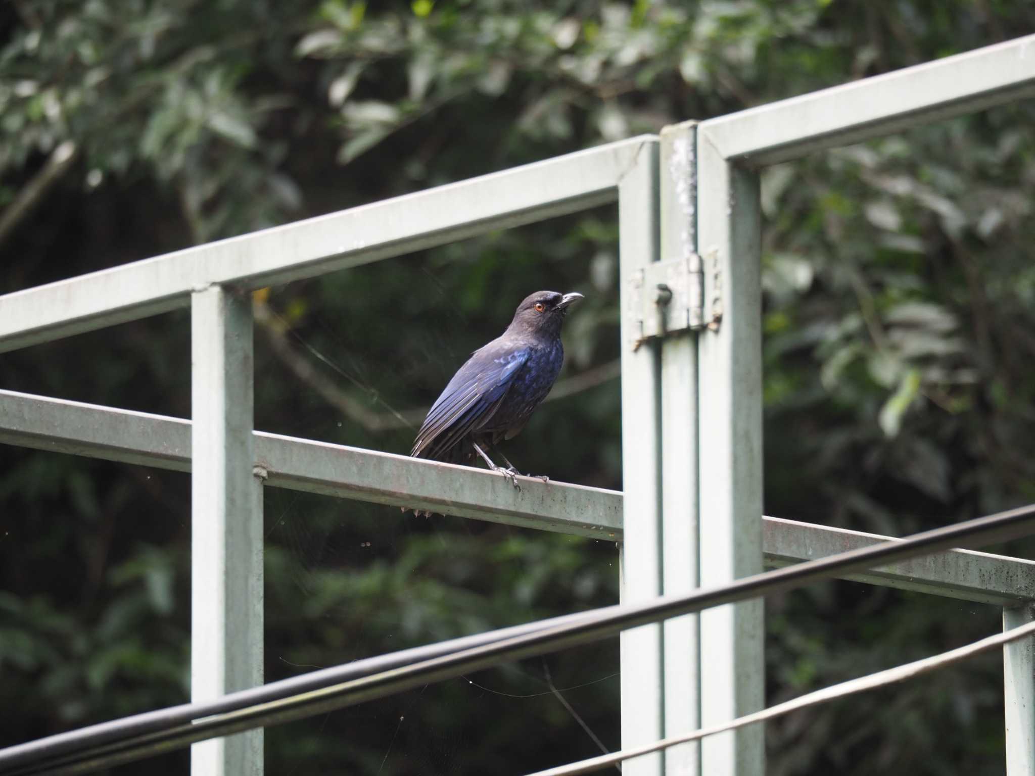 Taiwan Whistling Thrush