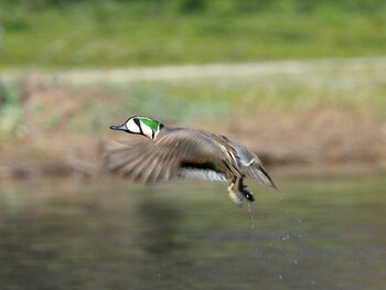 2020年3月20日(金) 見沼自然公園の野鳥観察記録