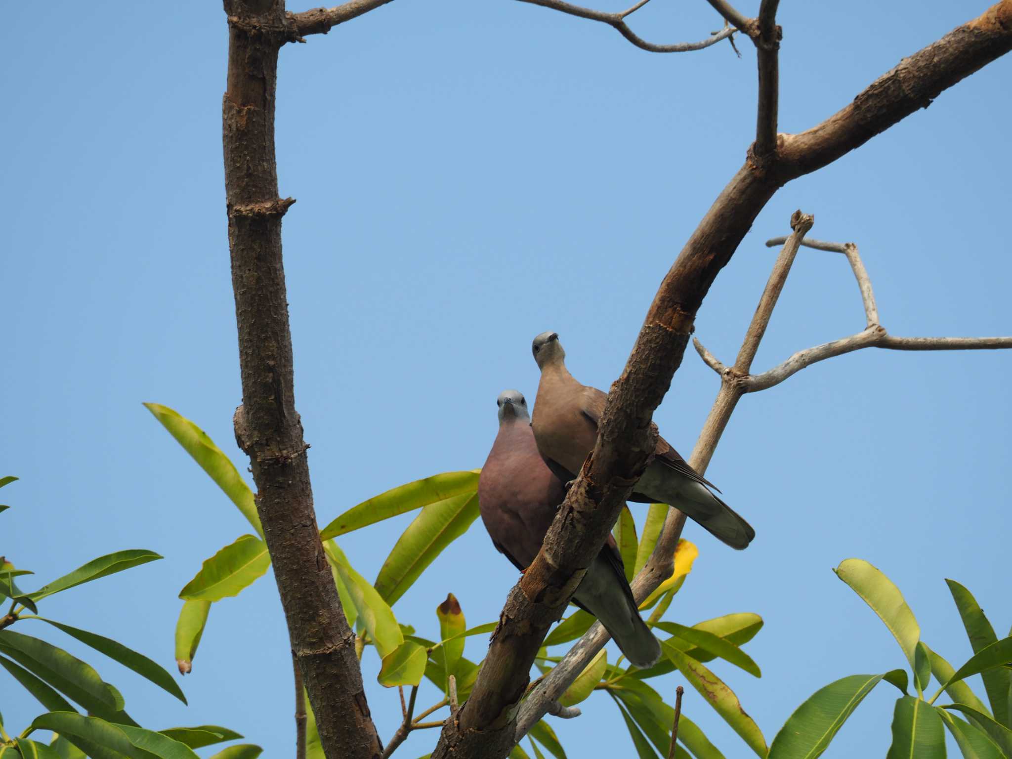 Photo of Red Collared Dove at 台北植物園 by ハイウェーブ