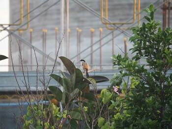 タカサゴモズ 台北植物園 2017年4月15日(土)