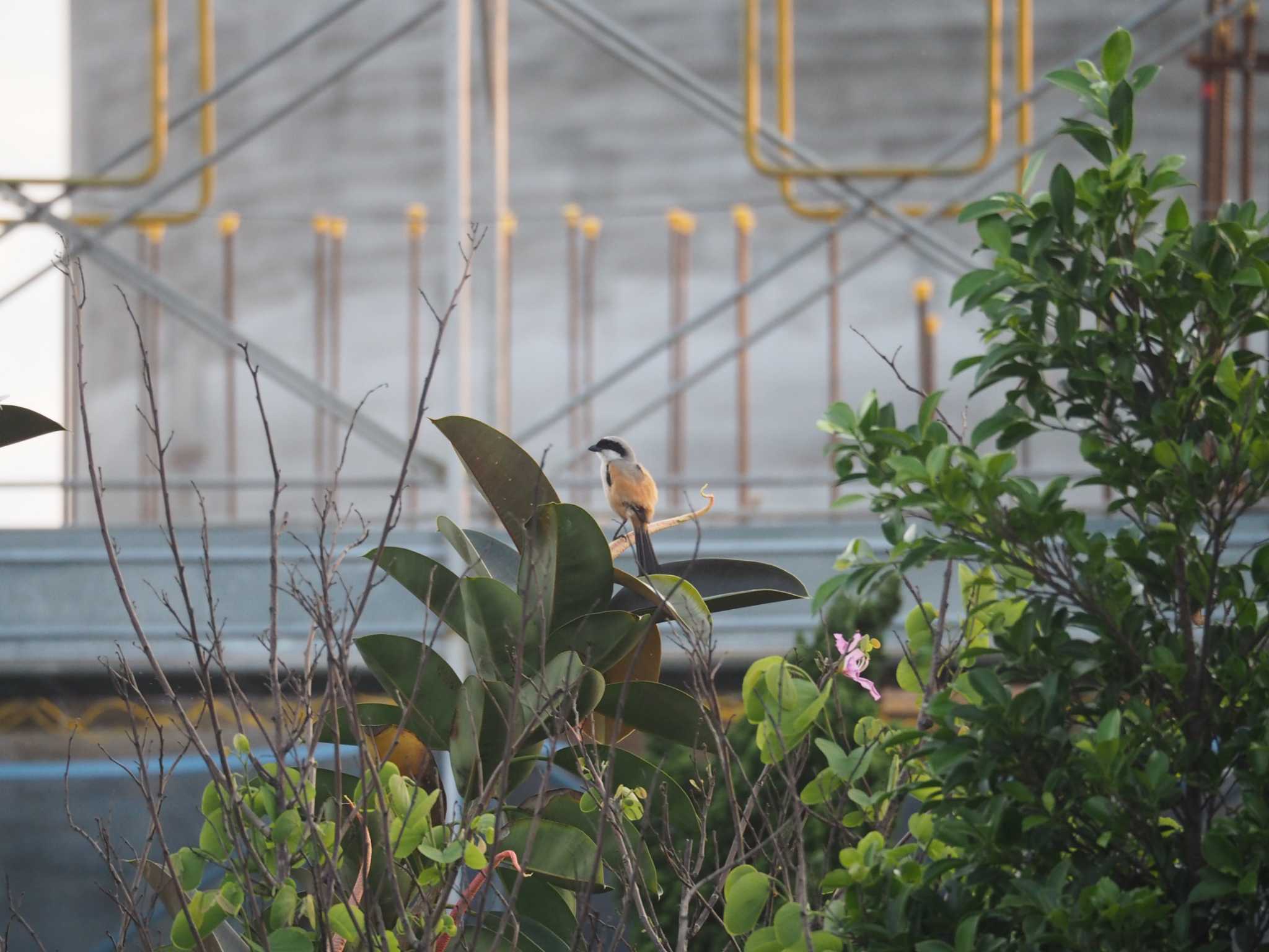 台北植物園 タカサゴモズの写真 by ハイウェーブ