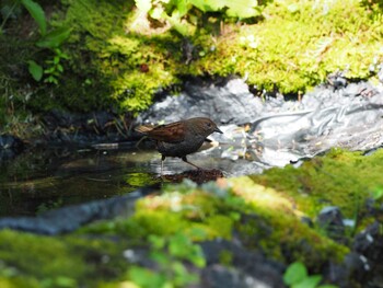 2020年8月8日(土) 奥庭荘(富士山)の野鳥観察記録