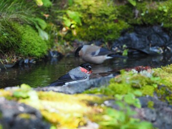 ウソ 奥庭荘(富士山) 2020年8月8日(土)