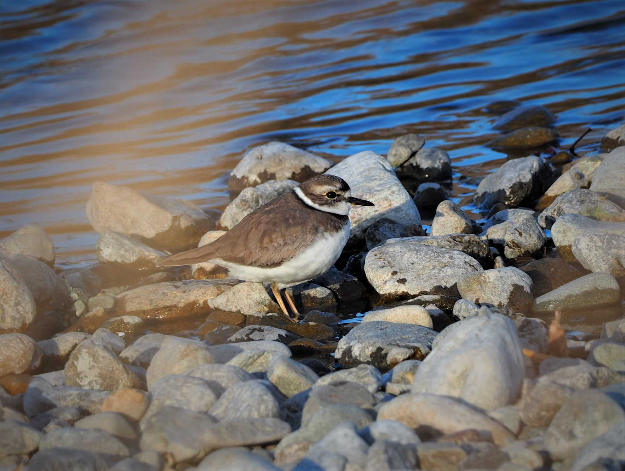 田園調布せせらぎ公園(多摩川せせらぎ公園) イカルチドリの写真 by ハイウェーブ