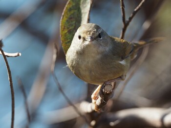 2020年2月9日(日) 井の頭恩賜公園の野鳥観察記録