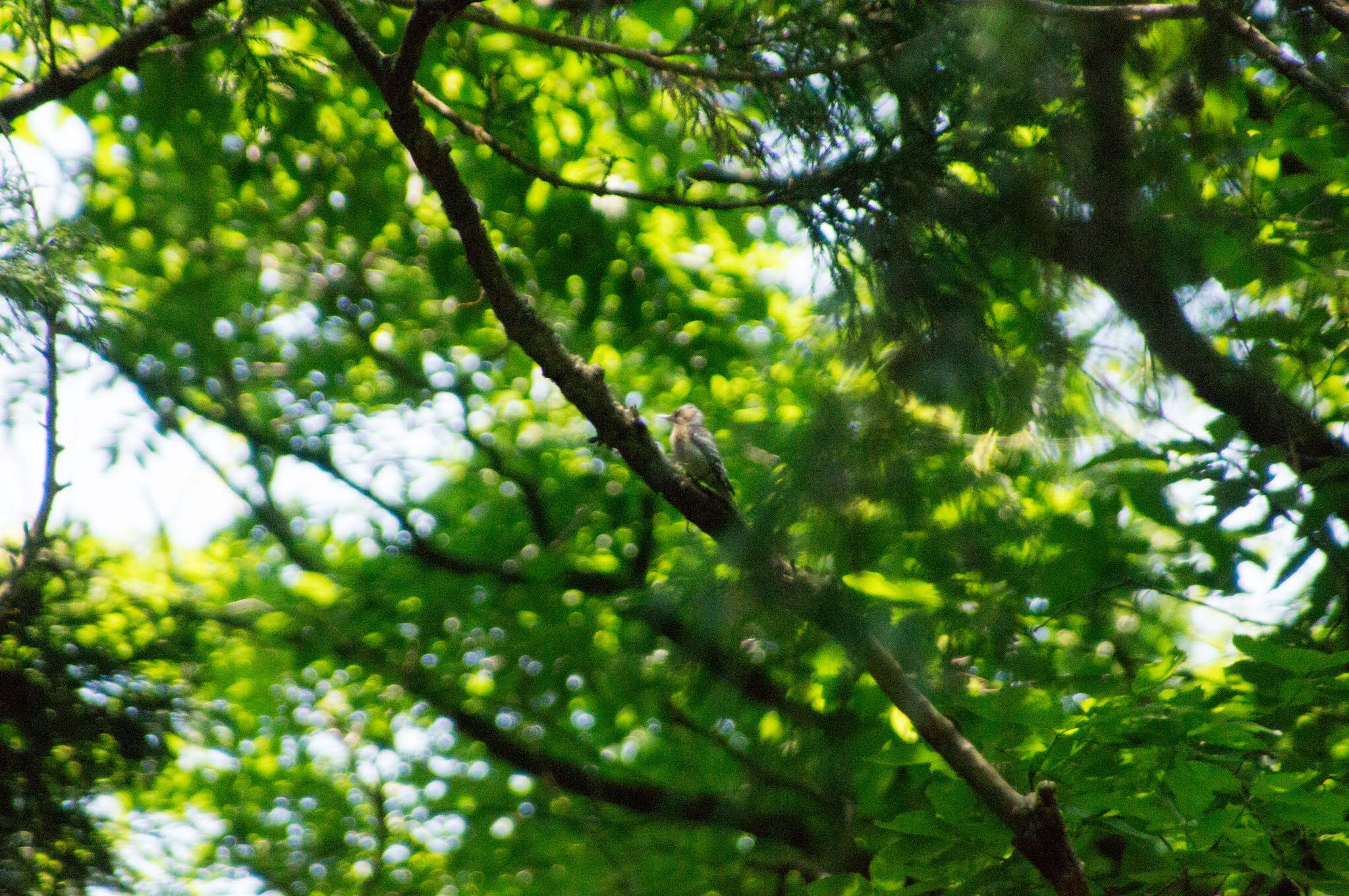 Japanese Pygmy Woodpecker