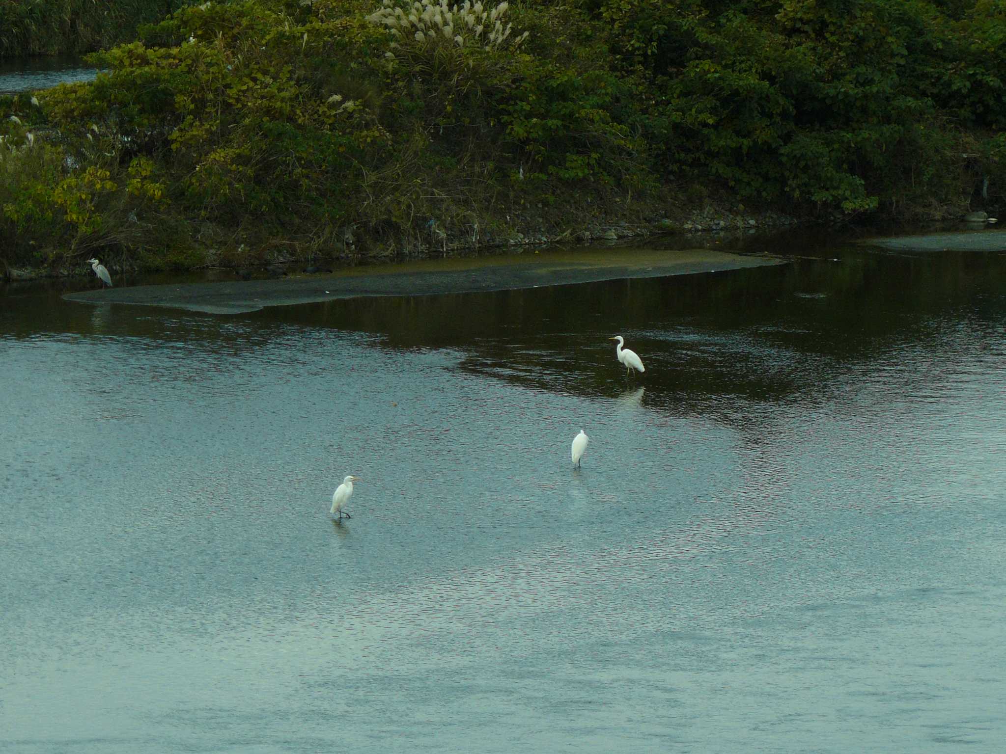 酒匂川 ダイサギの写真 by koshi