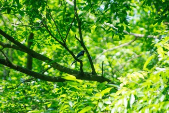 Blue-and-white Flycatcher 葉山 Sun, 5/22/2016